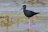 Black Stiltborder=